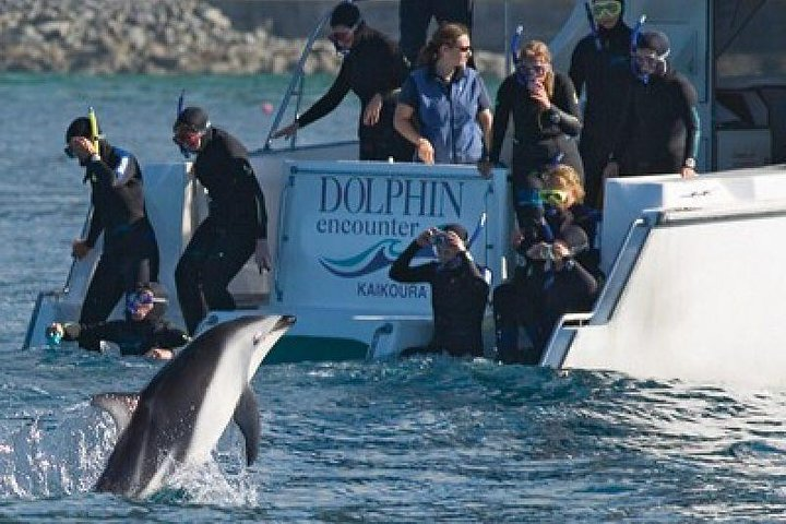 Experience the joy of swimming with playful dolphins in Kaikoura surrounded by stunning coastal views and the thrill of wildlife encounters on this unforgettable adventure from Christchurch.